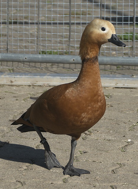满变数