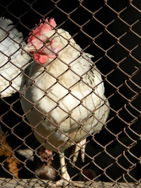 轻潜力股和 轻潜力股和